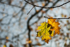 02_Herbst_Bla╠êtter