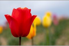 Tulpen_Bantorf_01-1024x552