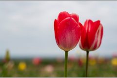 Tulpen_Bantorf_02-1024x639