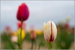 Tulpen_Bantorf_03-1024x683